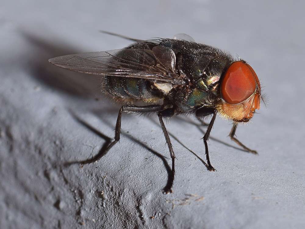 Fly.jpg