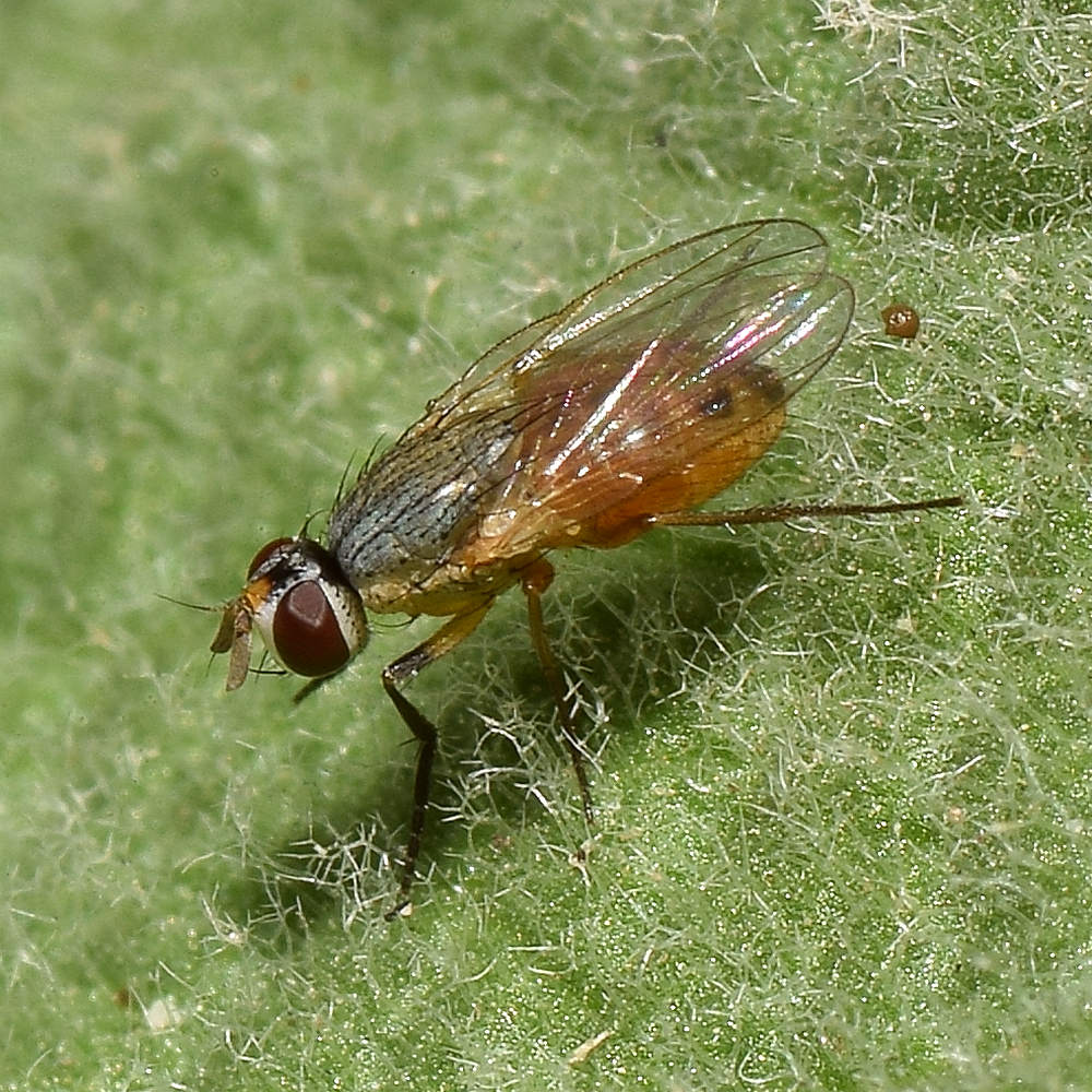Fly.jpg