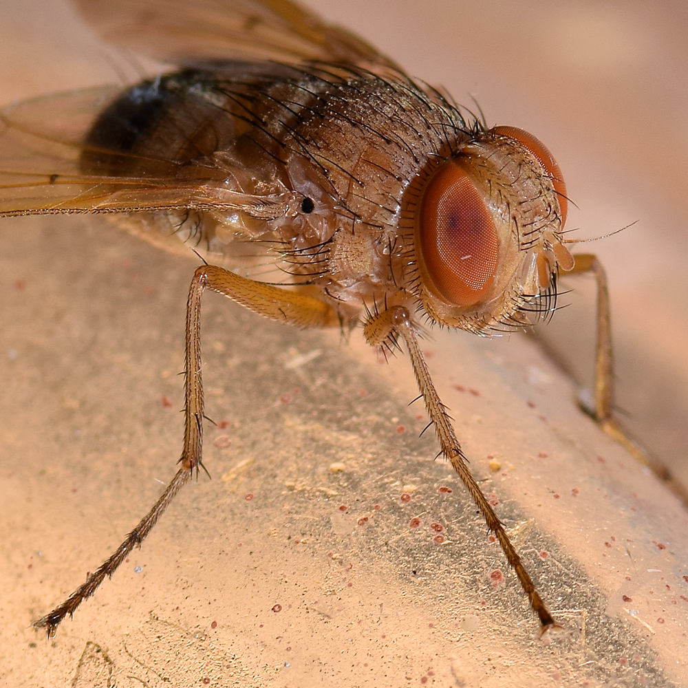 Fly.jpg