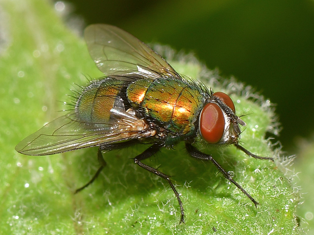 Fly.jpg