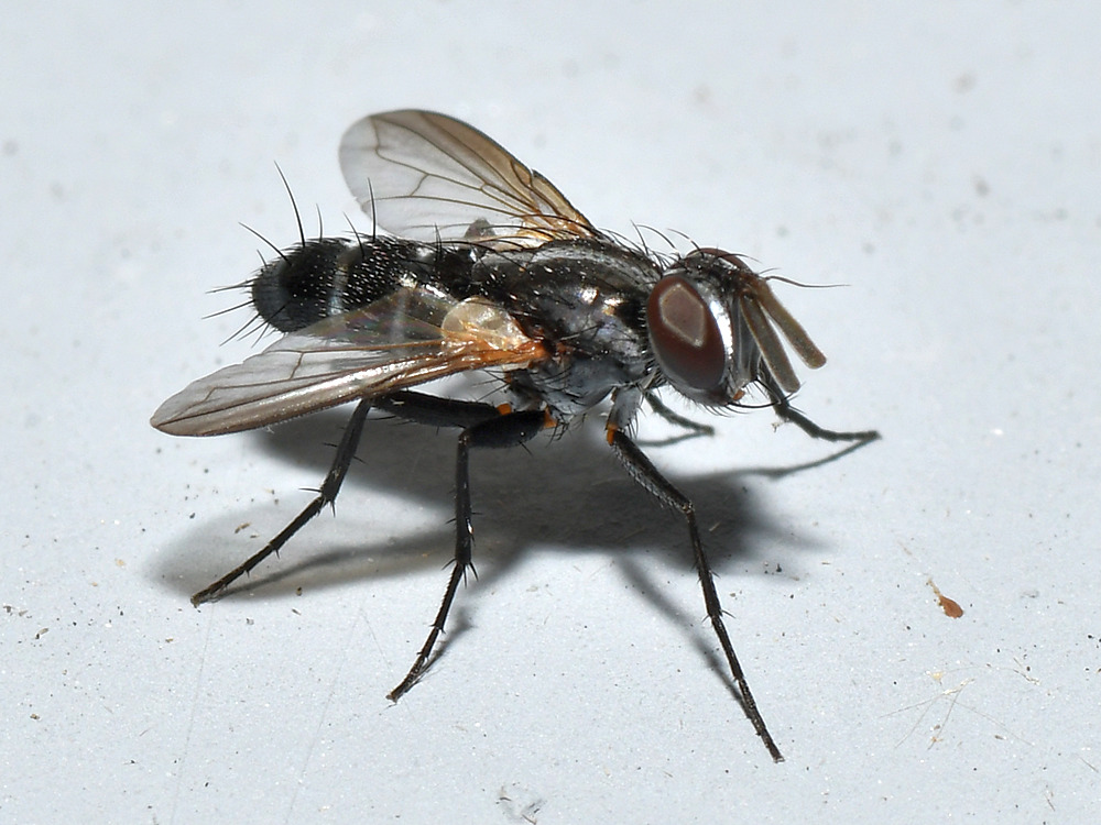 Fly.jpg