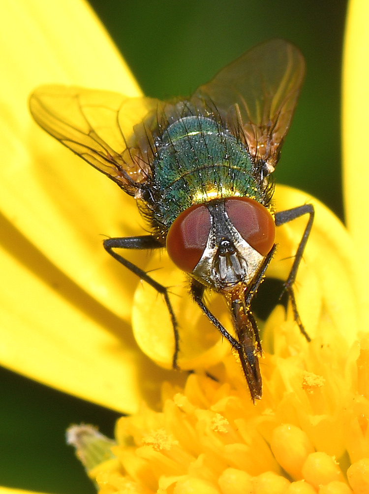 Fly.jpg