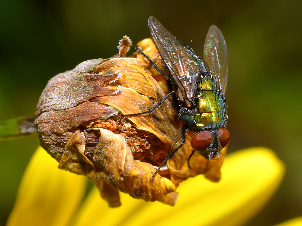 Fly.jpg