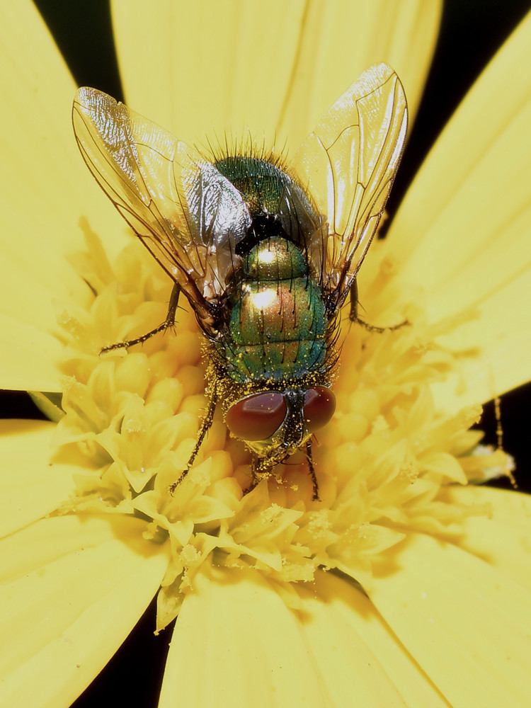 Fly.jpg