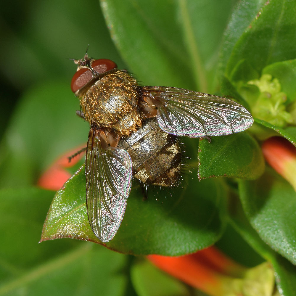 Fly.jpg