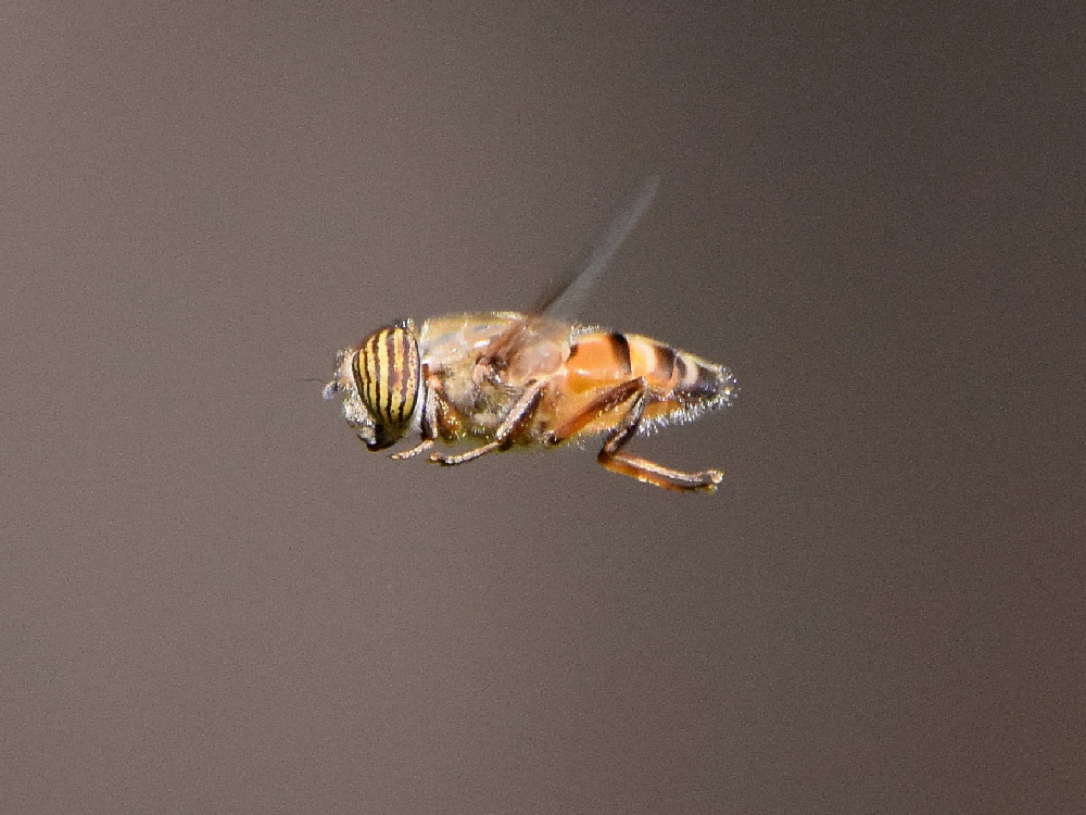 Fly.jpg