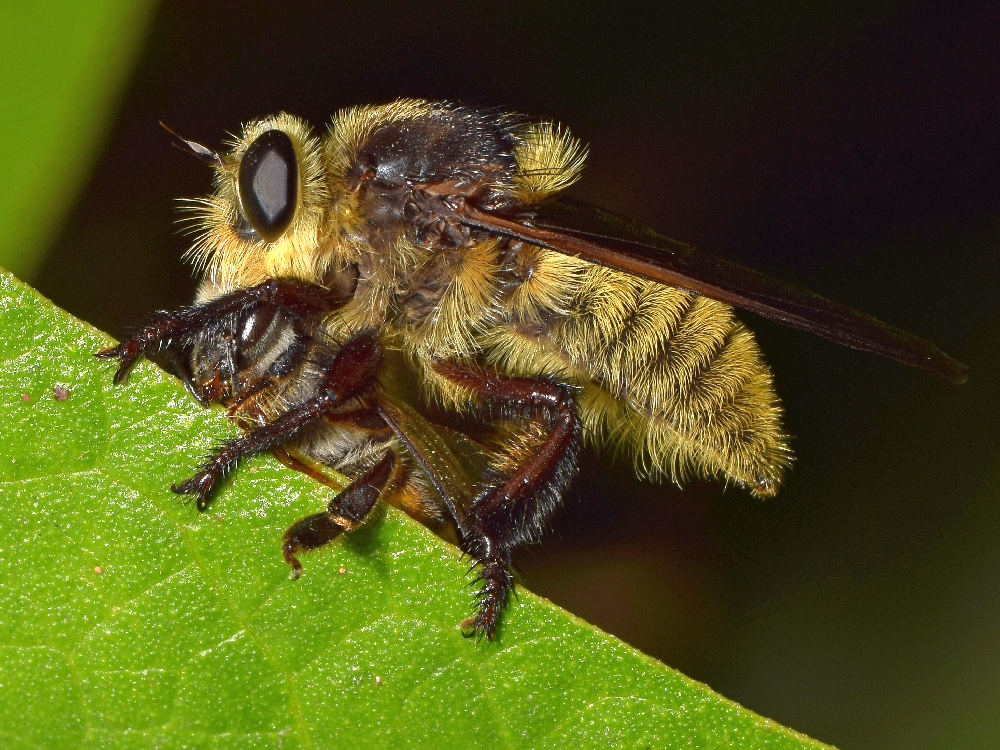 Fly.jpg