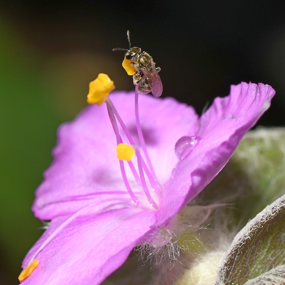 Fly.jpg