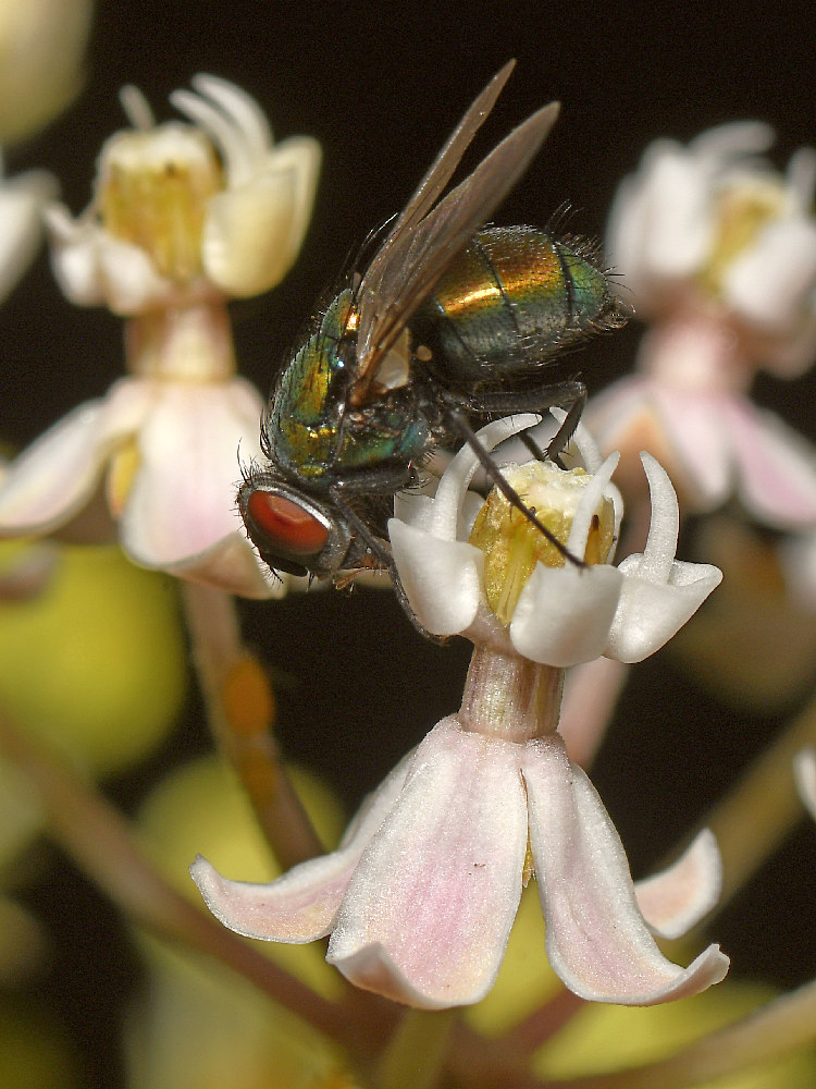 Fly.jpg