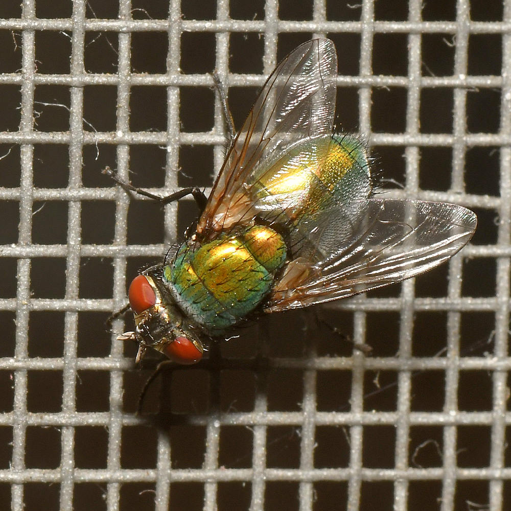 Fly.jpg