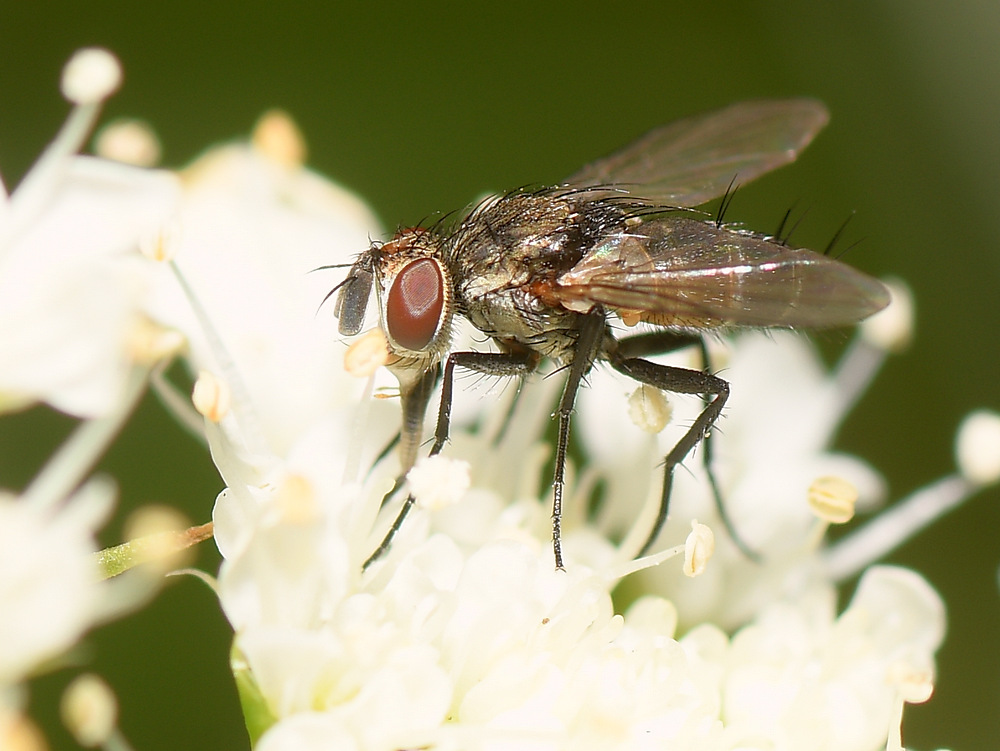 Fly.jpg