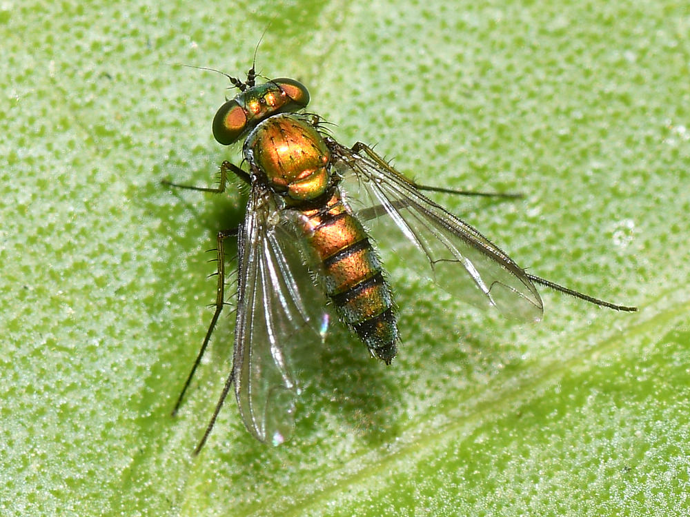 Fly.jpg