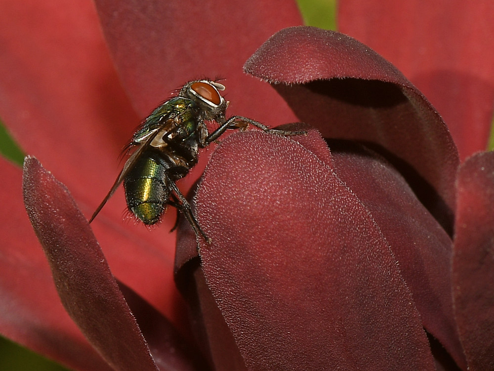 Fly.jpg