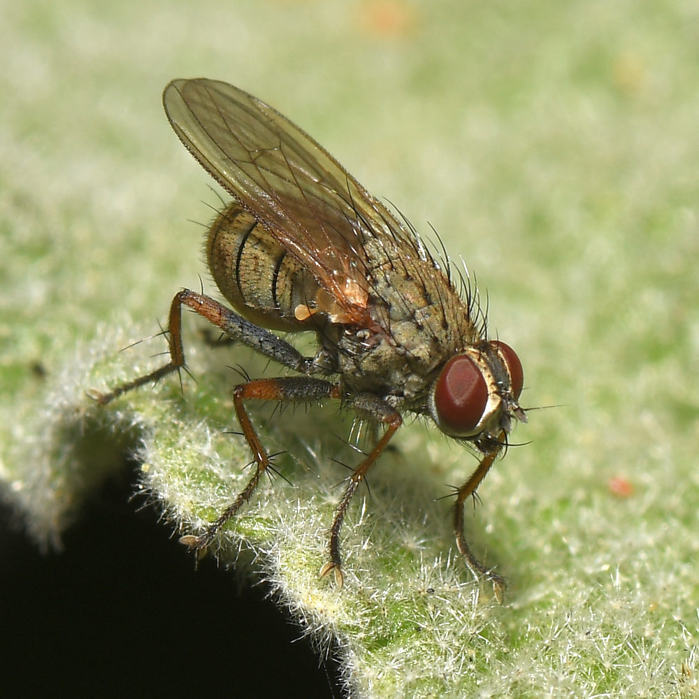 Fly.jpg