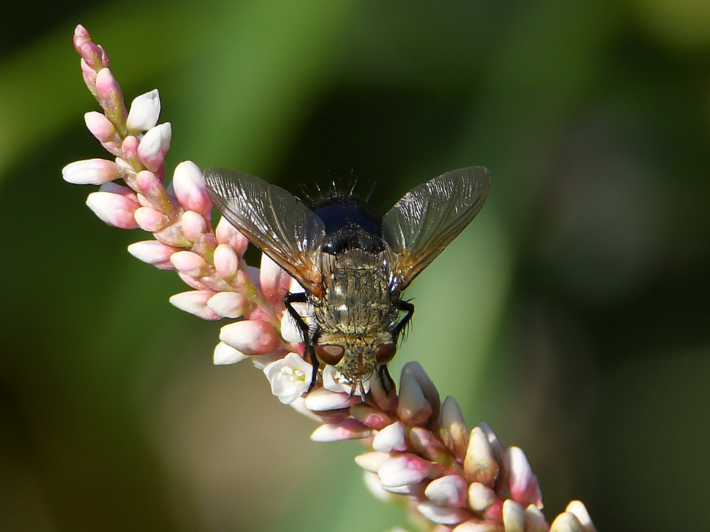 Fly.jpg