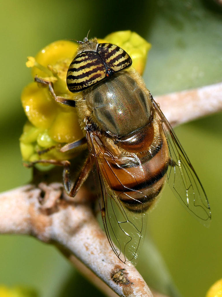 Fly.jpg
