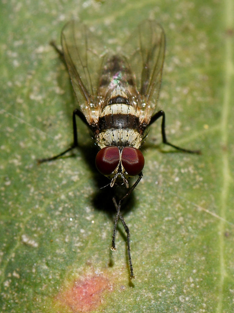 Fly.jpg