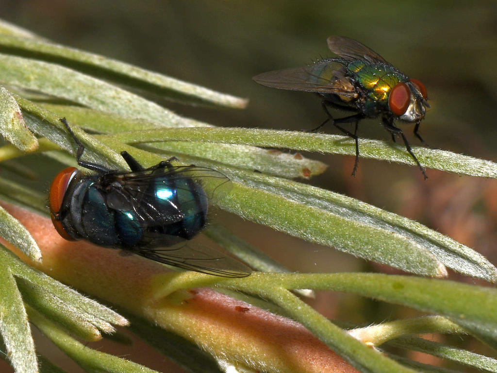 Fly.jpg