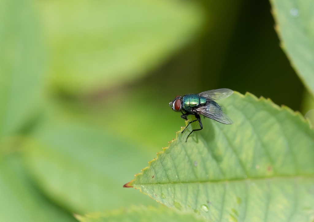 Fly.jpg