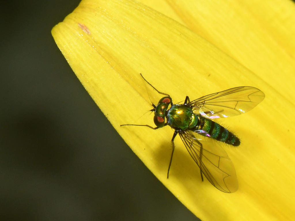Fly.jpg