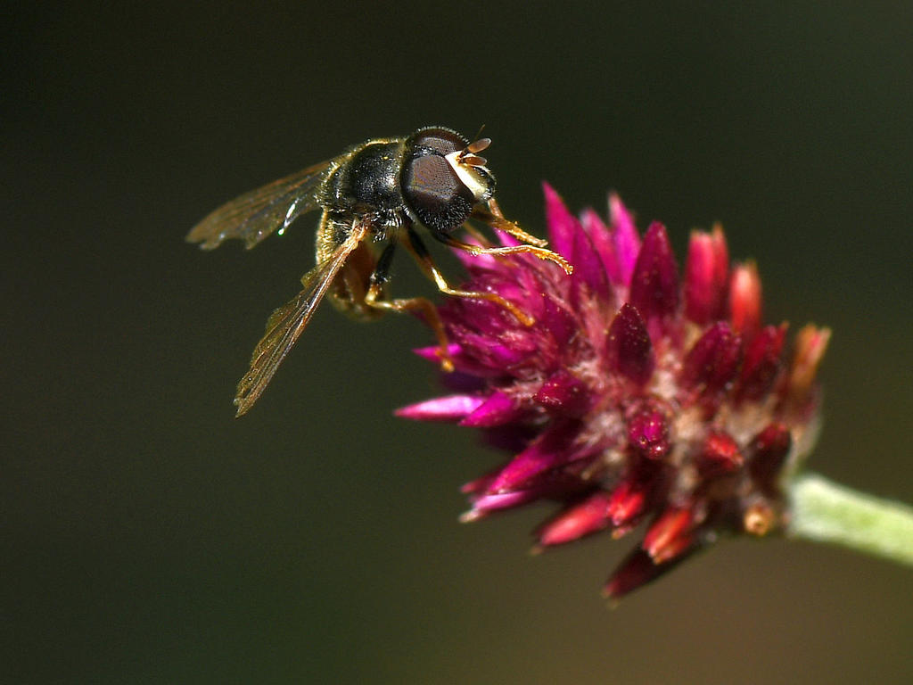Fly.jpg