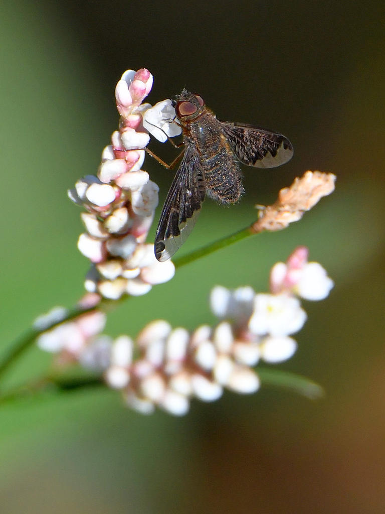 Fly.jpg