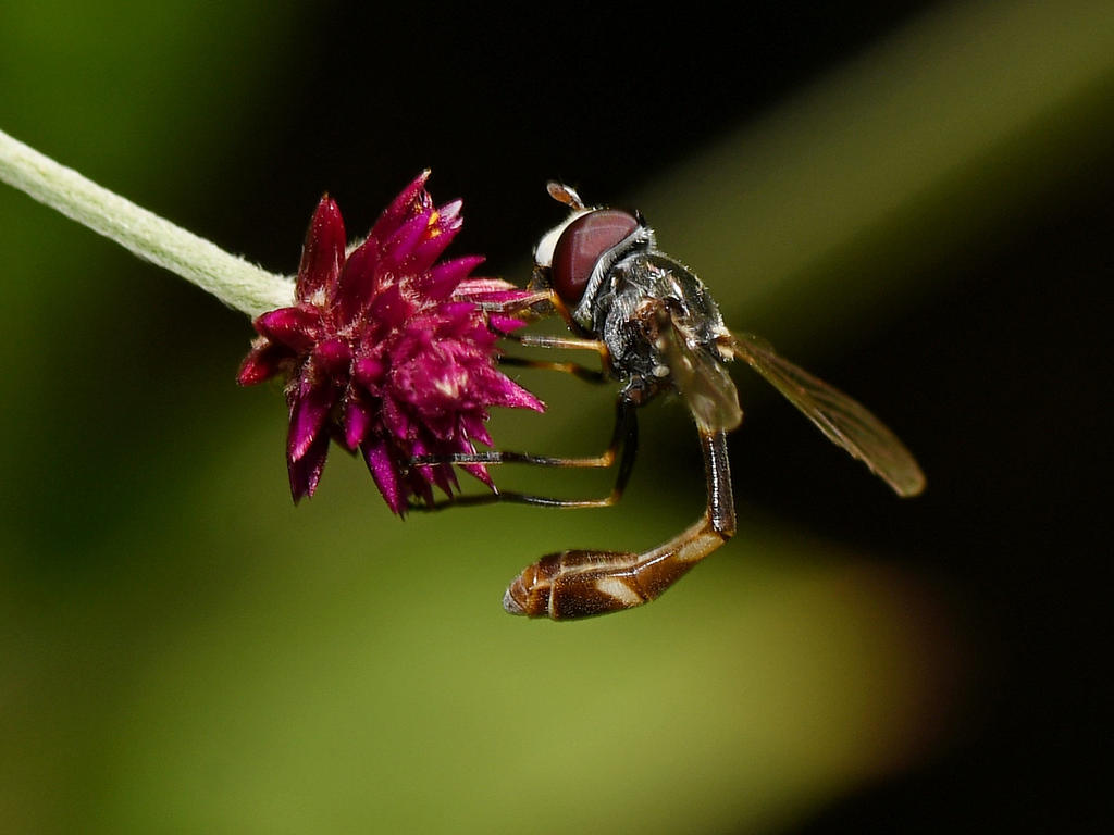 Fly.jpg