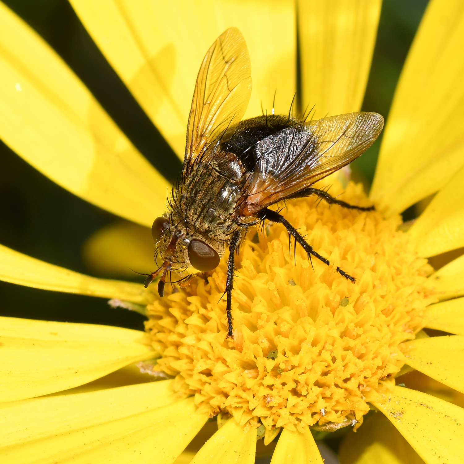 Fly.jpg
