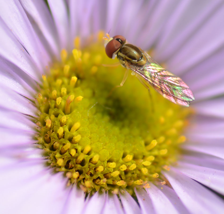 fly.jpg
