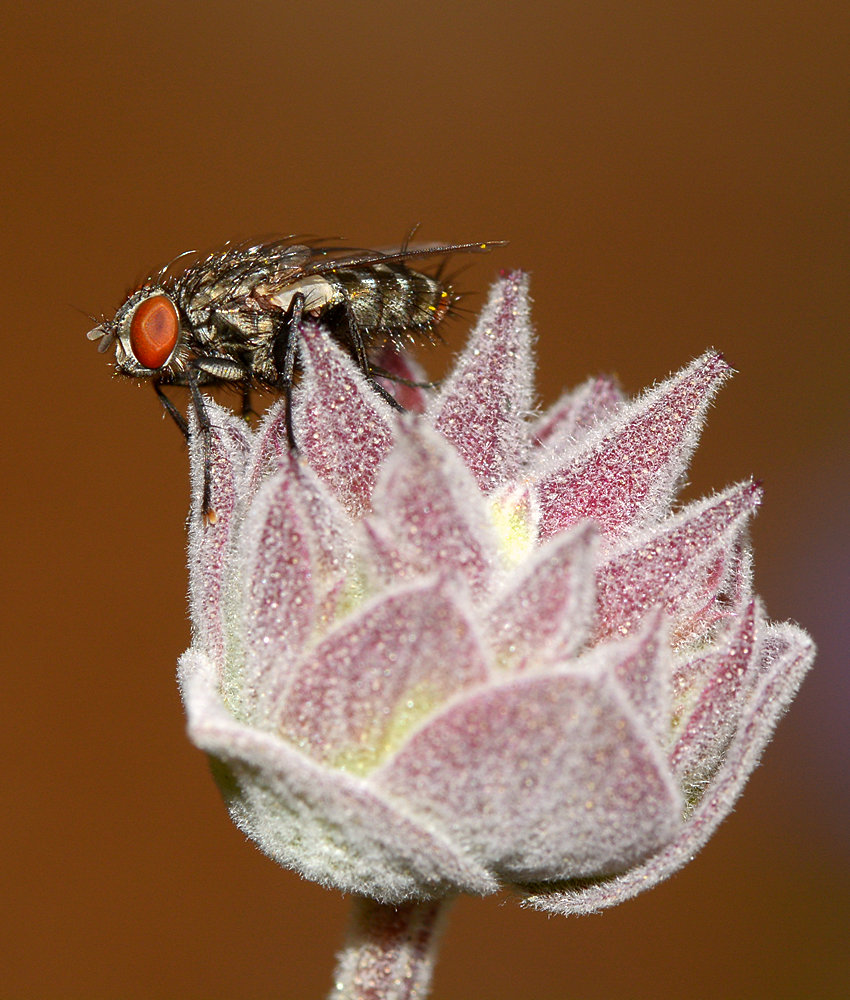 Fly.jpg