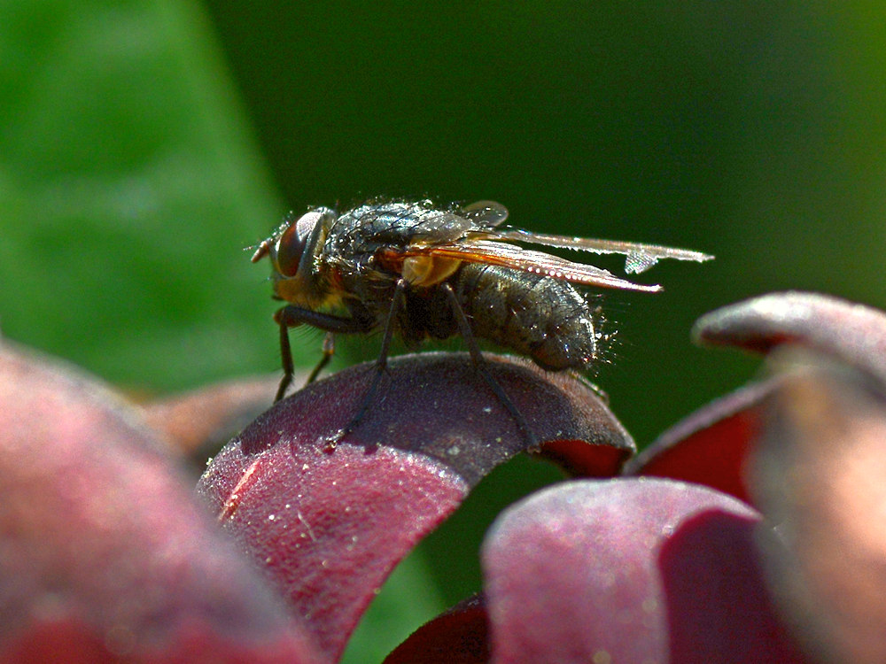 Fly.jpg