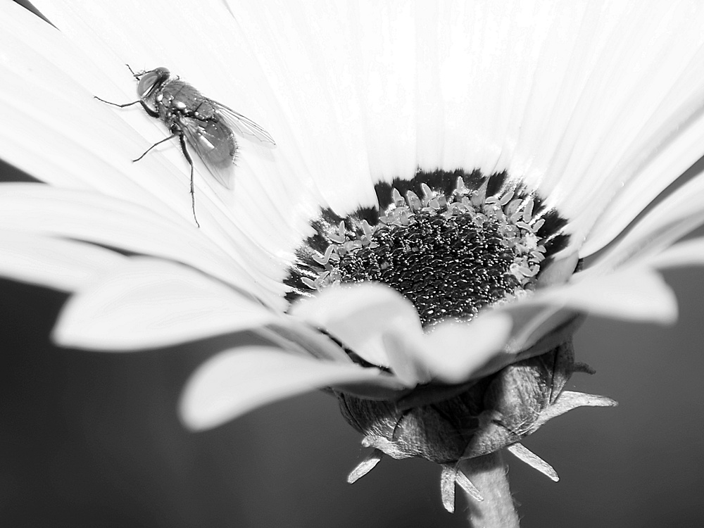 Fly.jpg