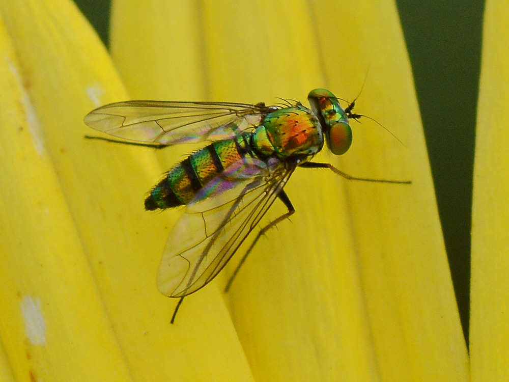 Fly.jpg