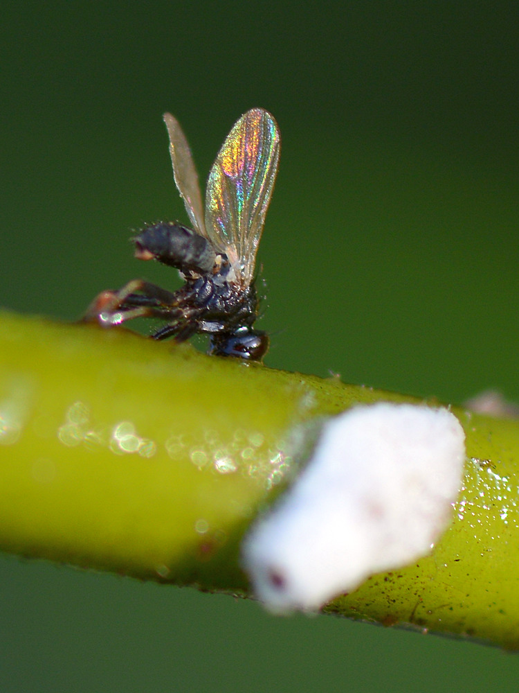 Fly.jpg