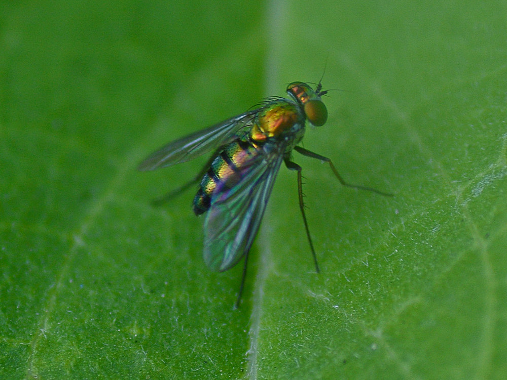 Fly.jpg