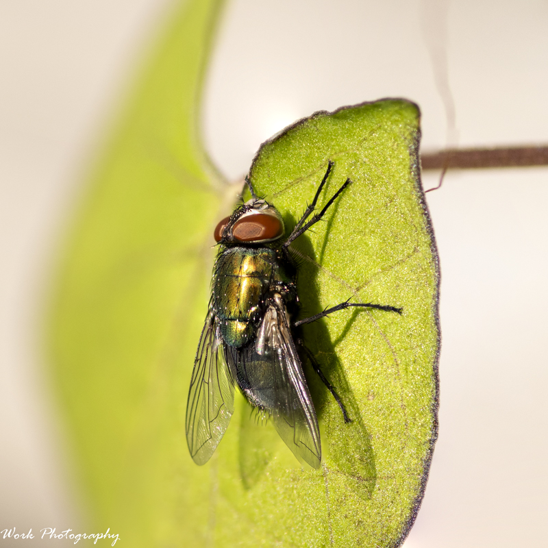 Fly stacked 6.jpg