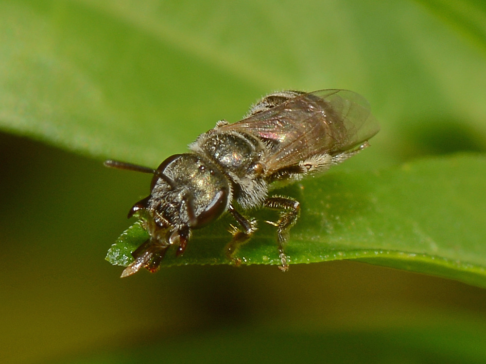 Fly10.jpg