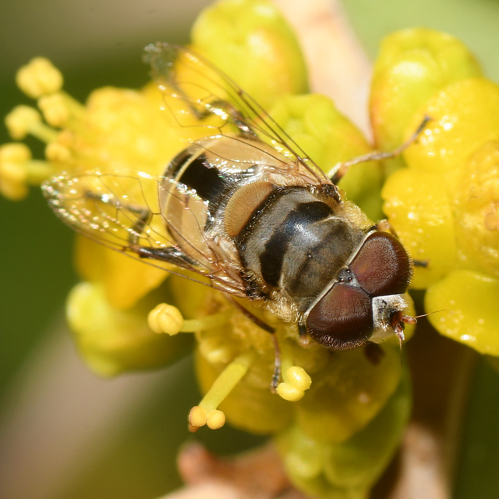Fly10.jpg