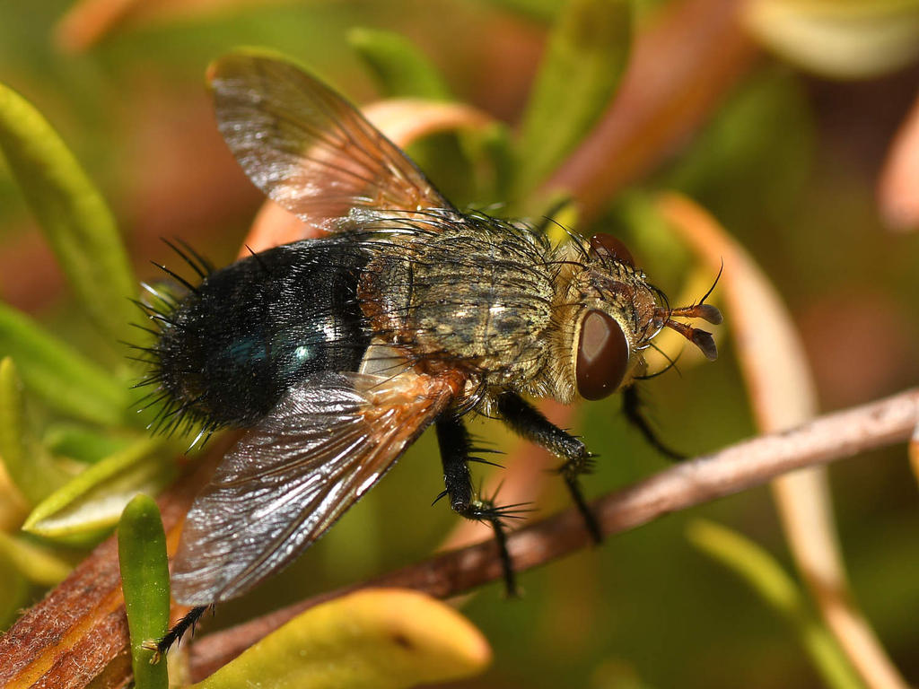 Fly10.jpg