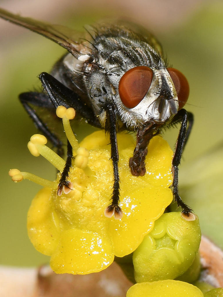 Fly12.jpg