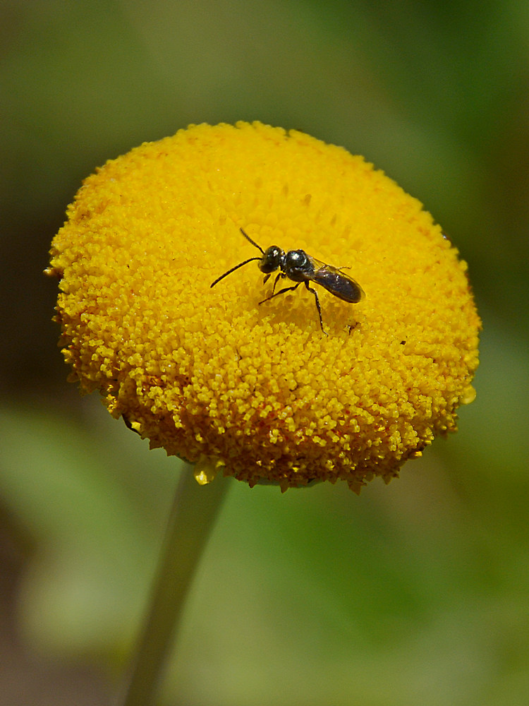 Fly2.jpg