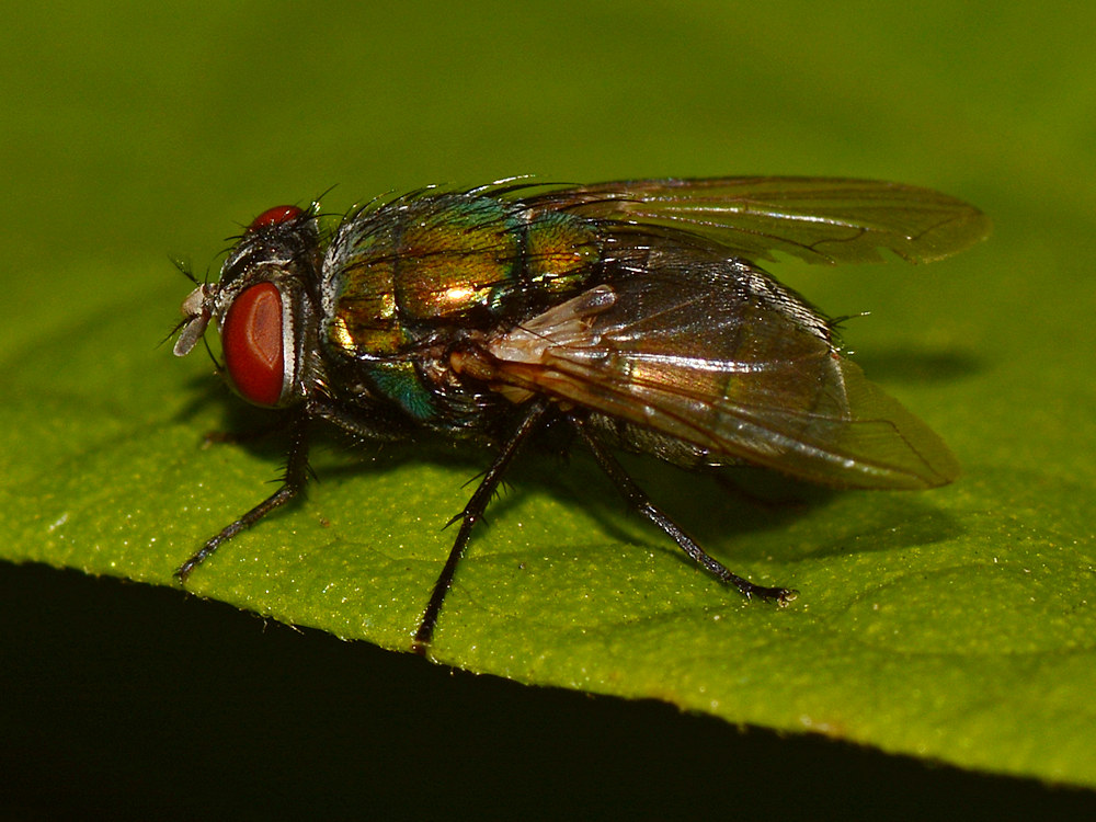 Fly2.jpg