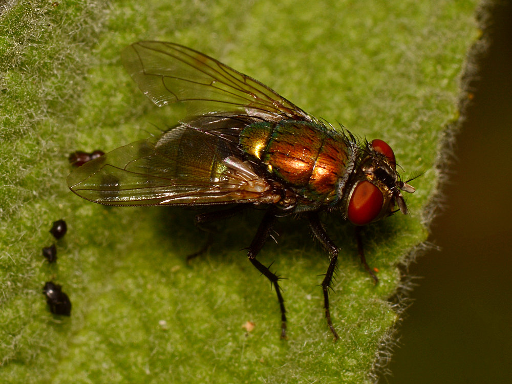 Fly2.jpg