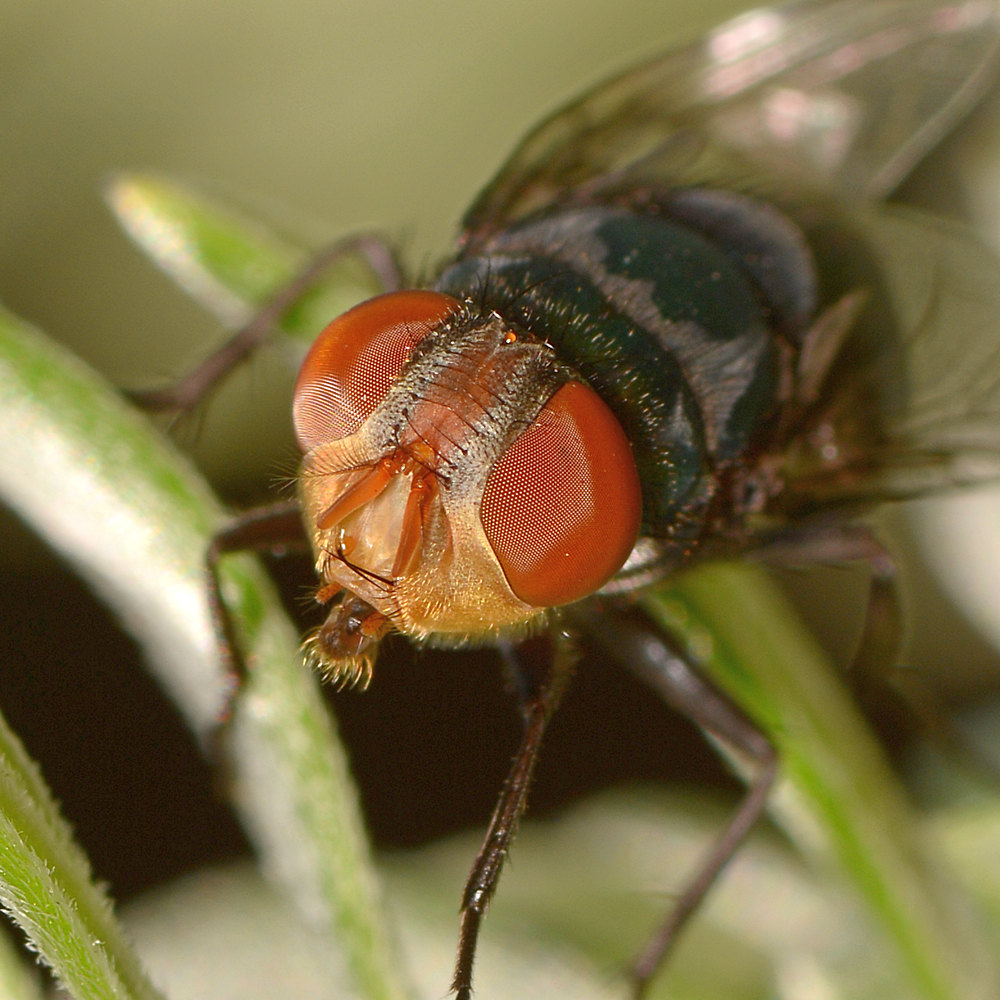 Fly2.jpg