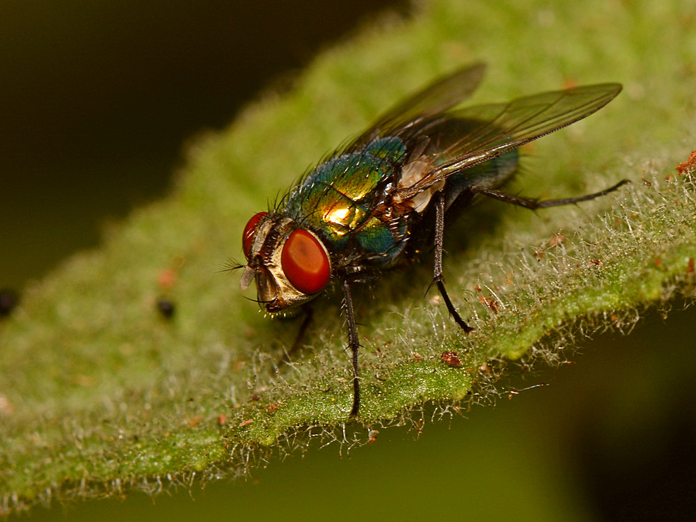 Fly2.jpg