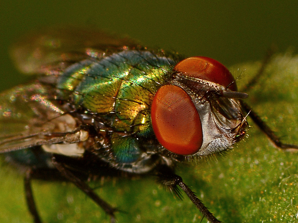 Fly2.jpg
