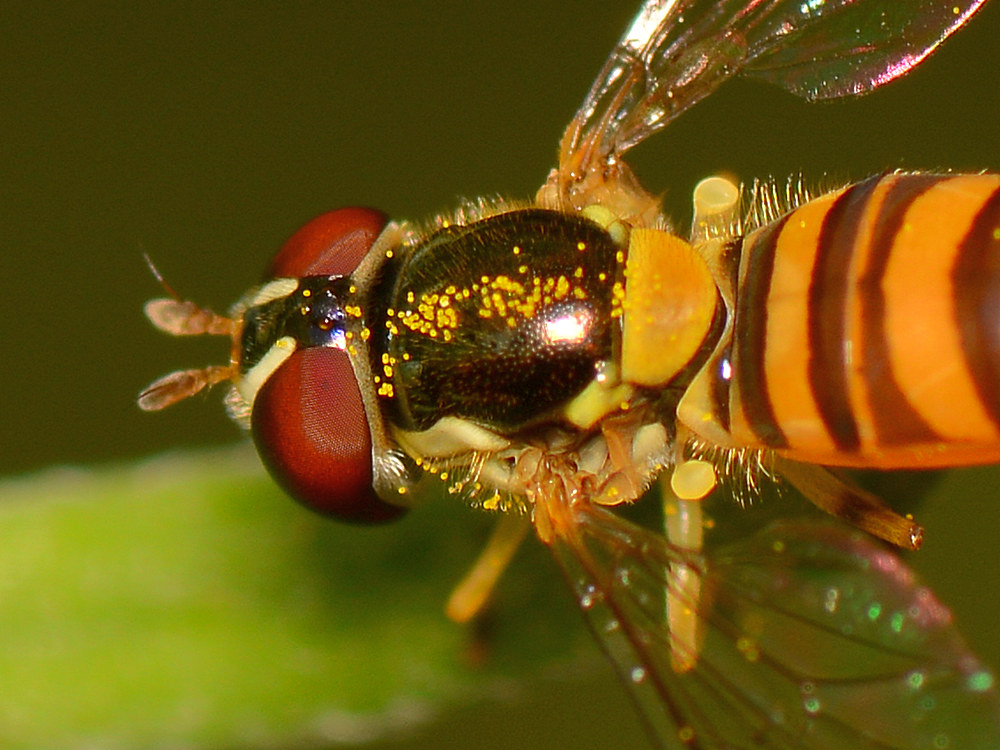Fly2.jpg