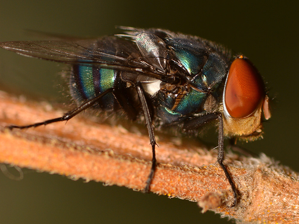 Fly2.jpg