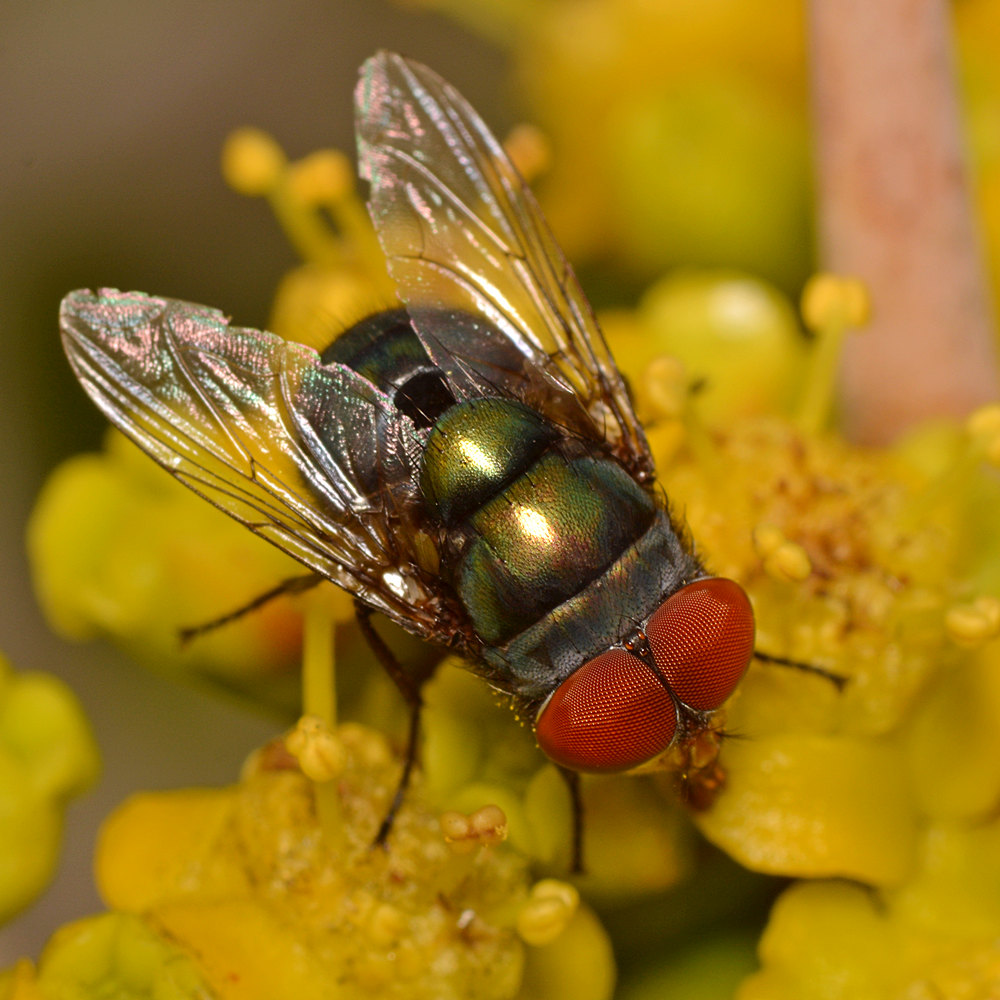 Fly2.jpg