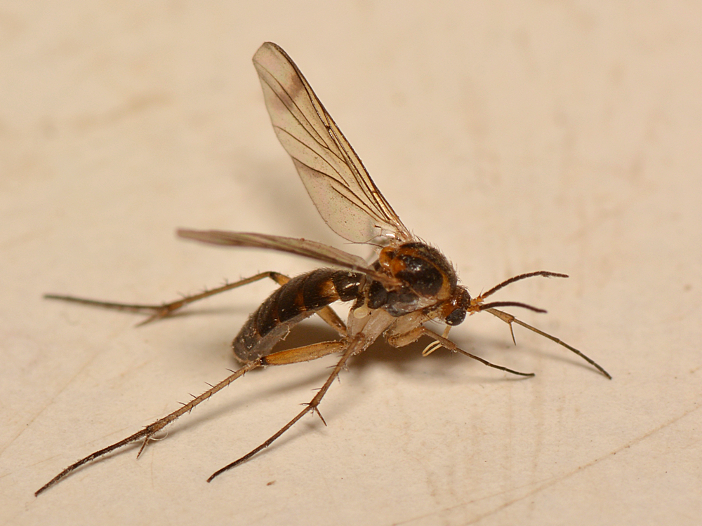 Fly2.jpg